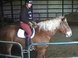 Daisy's First Ride 2009! Horse Rescue Registered Belgian Mare ADOPTED!