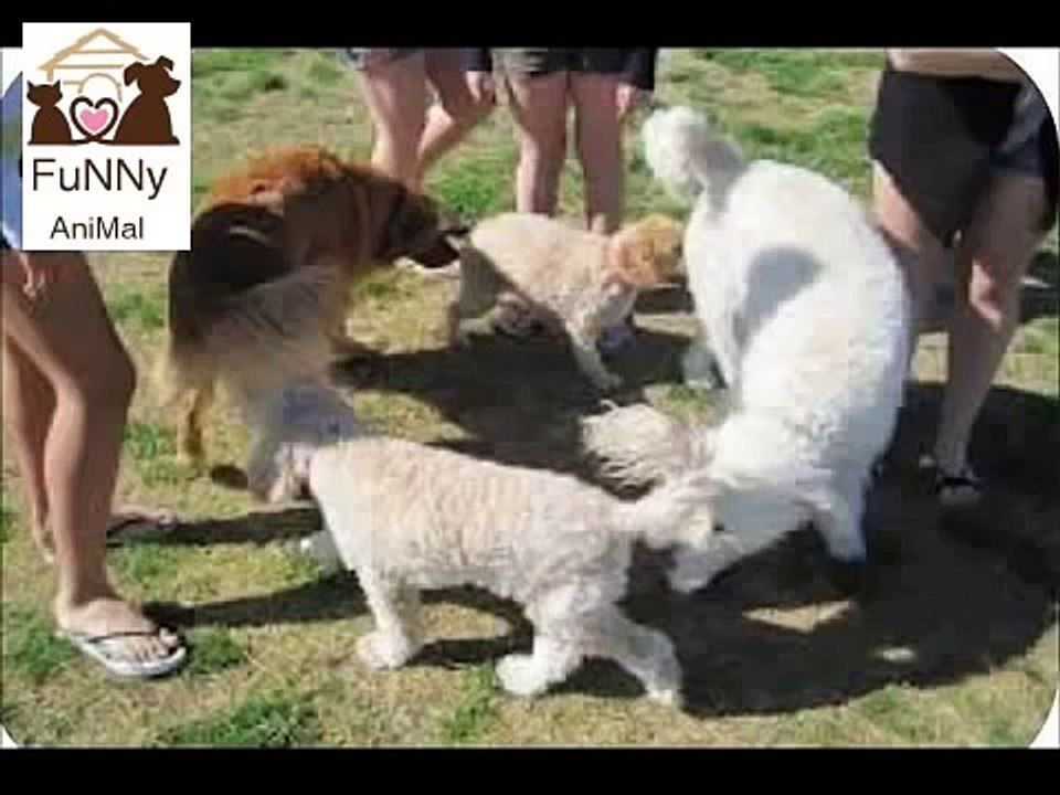Top 10 Funny Animals Funny Animal Pictures Dogs Funny Clips Comedy Fails and Bloopers.mp4