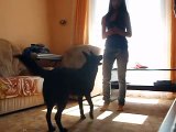 Jak naučit psa povel SLALOM :)