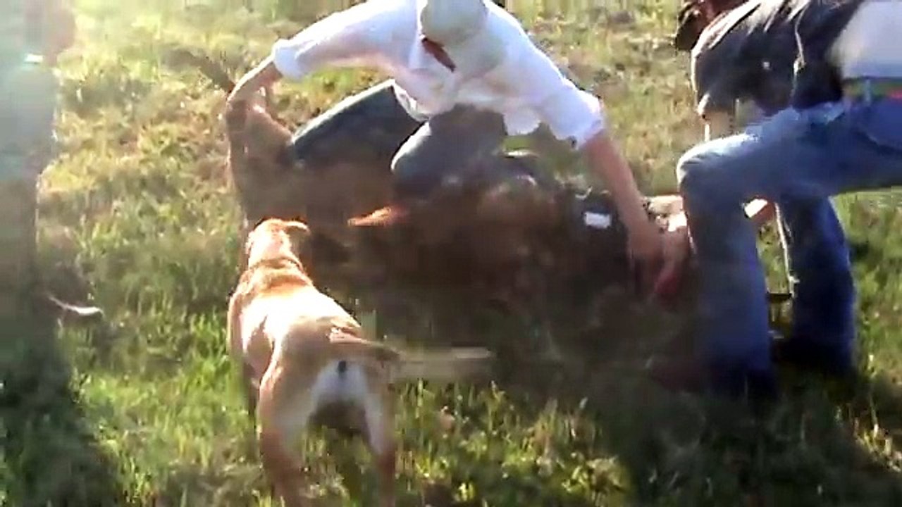 Hog hunting with dogs