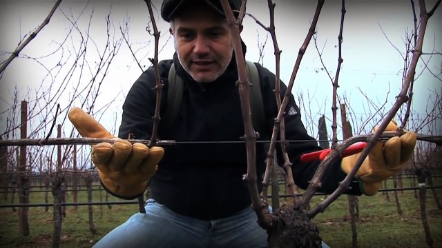 Marco Simonit - Dimostrazione pratica potatura della vite a Guyot