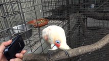 Dancing Cockatoo (Long-billed Corella)