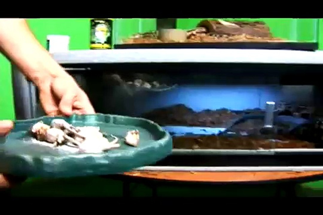 All About Reptiles: Tegu Lizards : Feeding Large Lizards