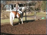 My Haflinger Horse, GCSE Horse Riding, Schooling, Jumping, Showing, Hacking