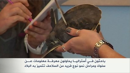 سلوك ومراحل نمو نوع فريد من السلاحف