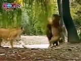 Tiger vs Lion Real Figt to Death in Jungle Animal Fight TV Hot hot Call 1-888-364-6357 For the Best