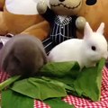 Adorable Bunnies Eating Green Leaves