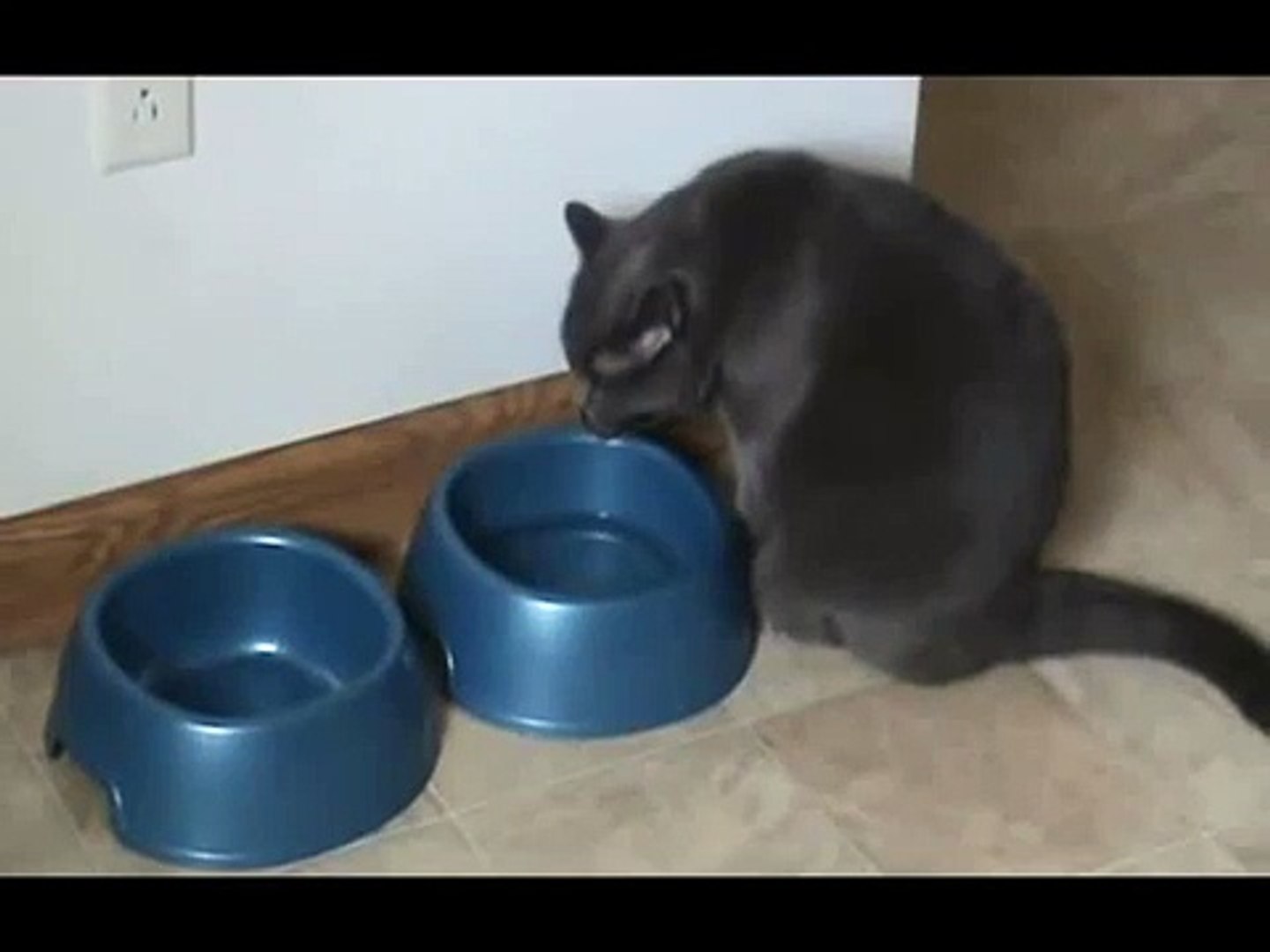 ⁣One Cat, One Dog, One water Bowl