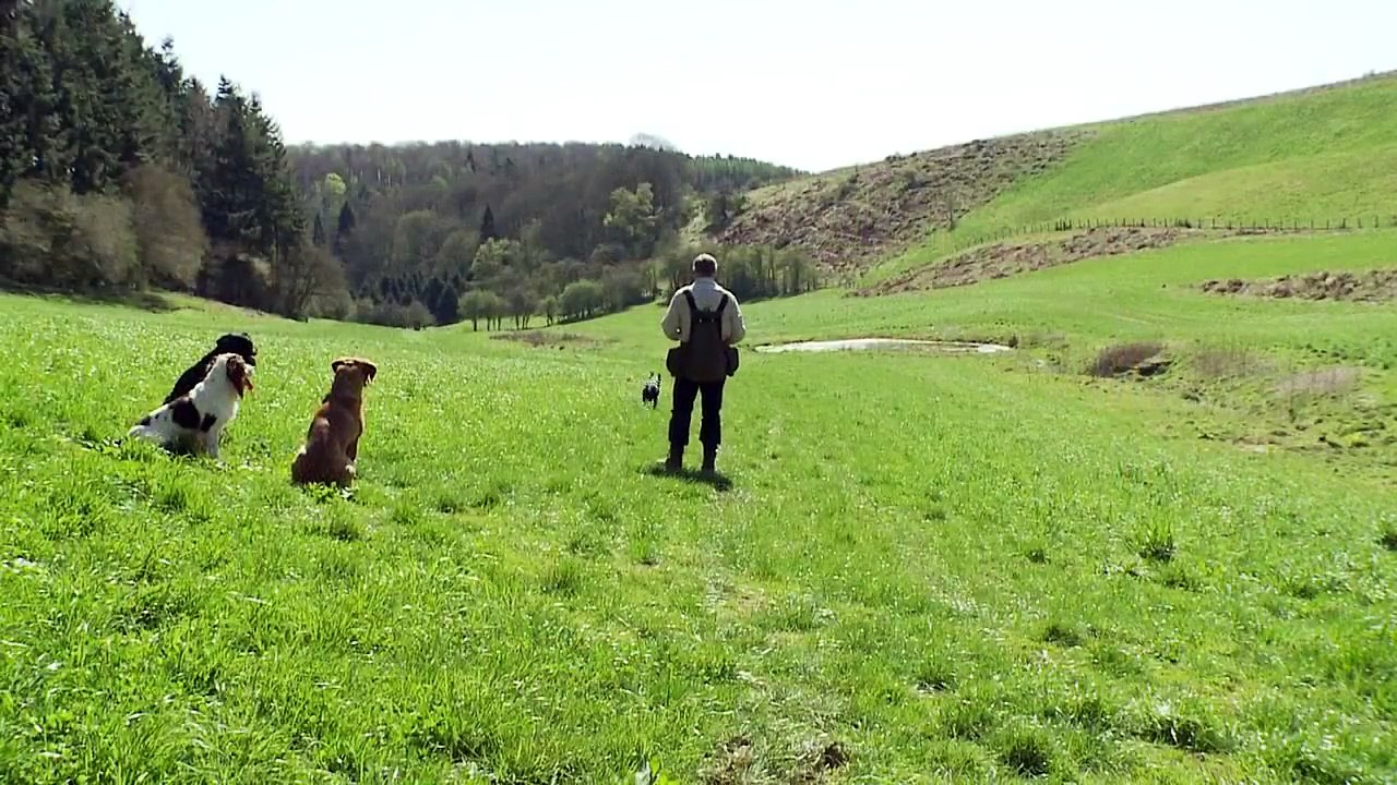 Teaching a Gundog Steadiness