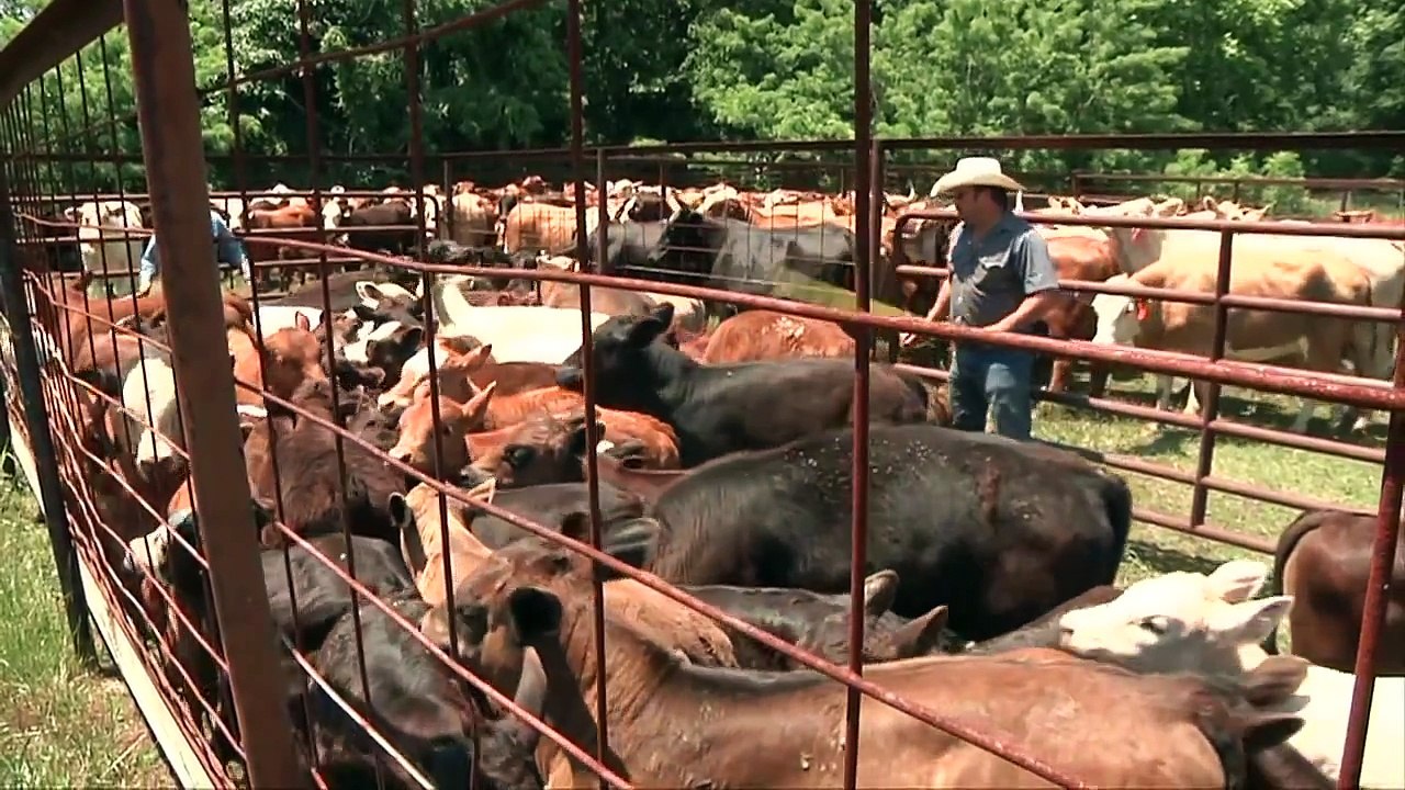 Moving Cattle to Higher Ground