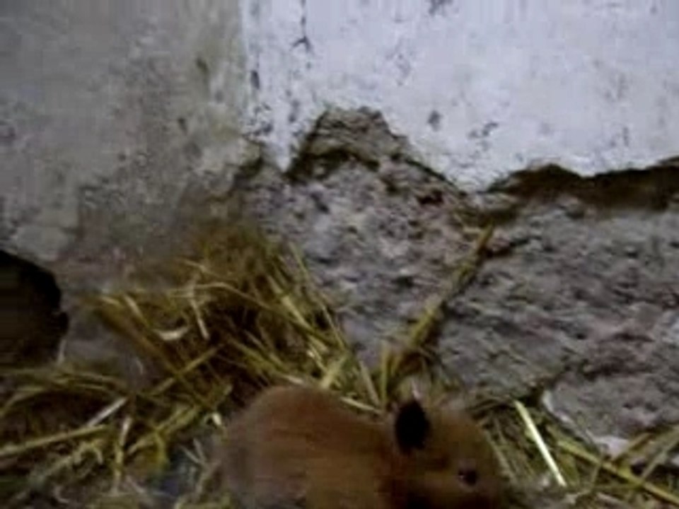 Klein Hammy auf Freigang Nr. 2