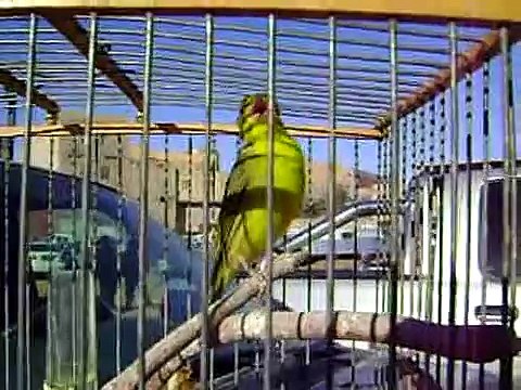 Serinus mozambicus X Canary creasted(in Guemar)