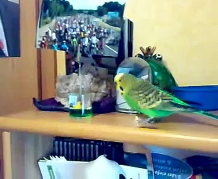 Lustiger Wellensittich Paul räumt auf 'Was im Weg ist muss weg!' - die 2te