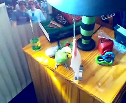 Lustiger Wellensittich Paul räumt auf 'Was im Weg ist muss weg!'