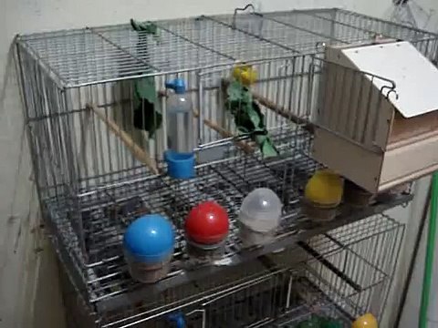 filhotes de canario da terra mutaçao