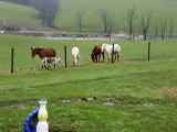 mini donkey walks with the mules