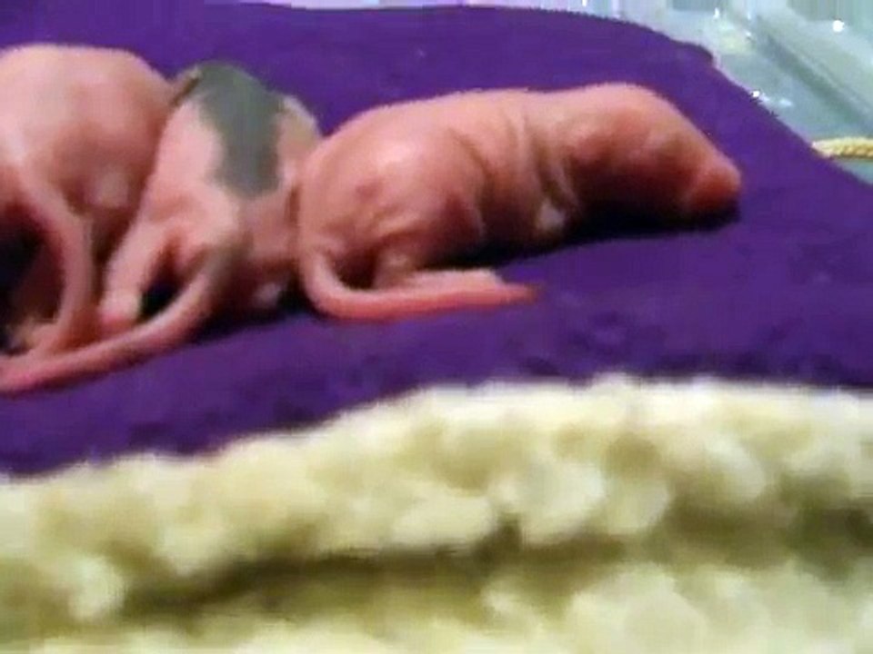 Baby rats