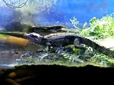 my Cuviers Dwarf Caiman feeding turtles