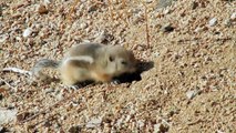 Joshua Tree Squirrels Fighting For Survival!