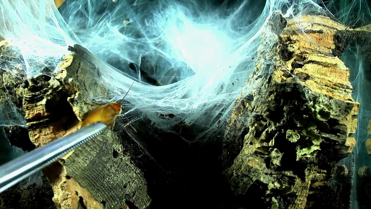 Tarantula compilation 17