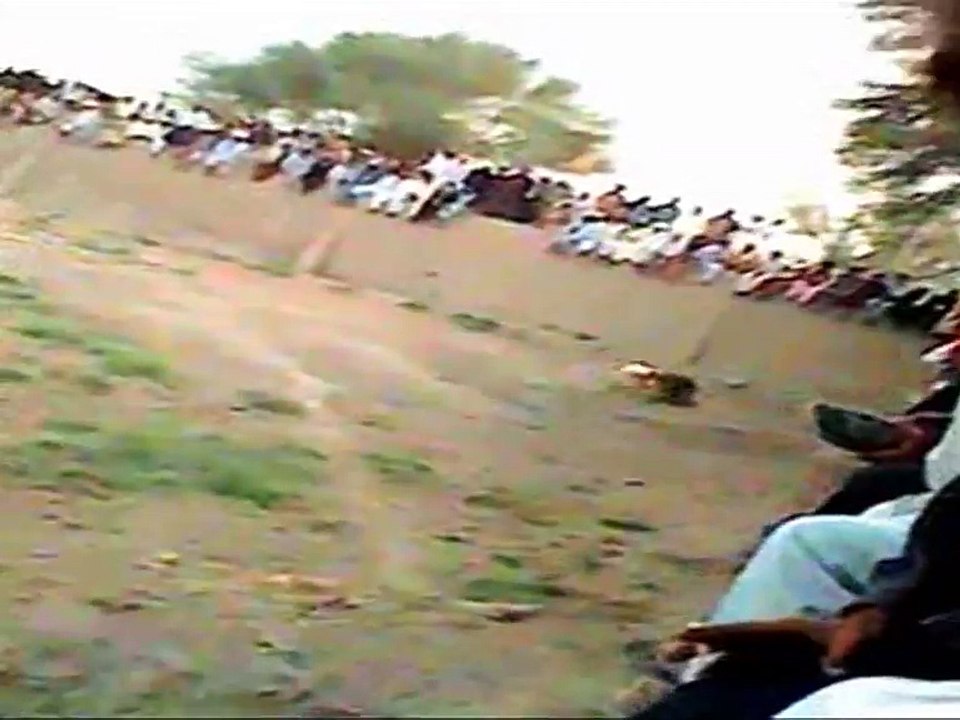 Pig & Dog Fighting RYK