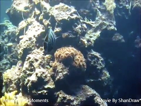 0813海底世界.wmv