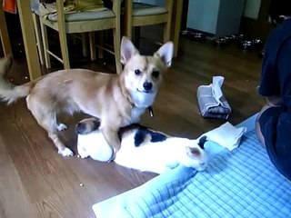 オス犬とメス猫　衝撃のシーン