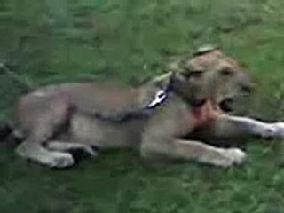 Lioness at Leisure Farm Resort on Earth Day