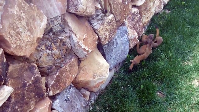 Des bébés hermines suivent leur maman