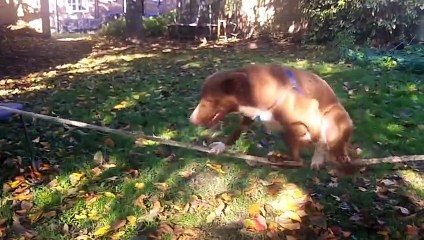 Le chien funambule en équilibre sur une corde