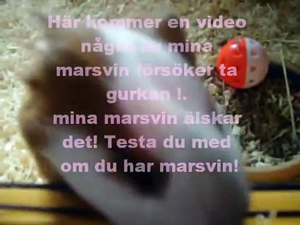 mina marsvin , lek tips