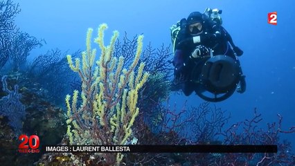Méditerranée : le réchauffement climatique à l'origine de la prolifération des algues ?