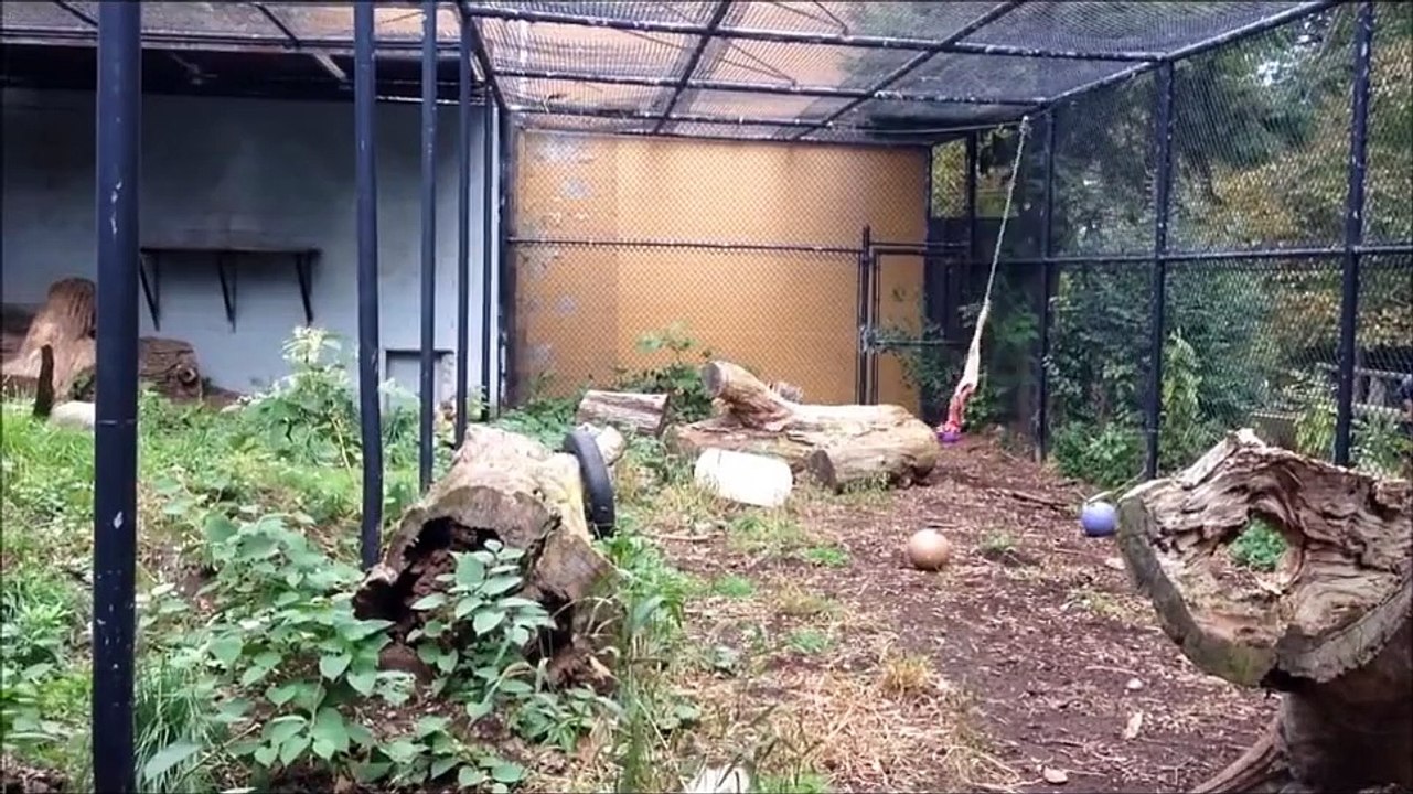 Un léopard des neiges fait un saut de 9 mètres