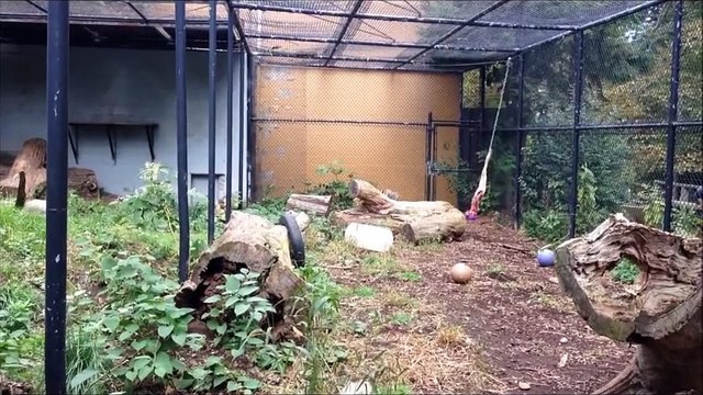 Un léopard des neiges fait un saut de 9 mètres