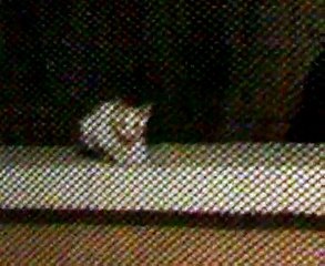 قطط تأكل قطط  cat eat cat