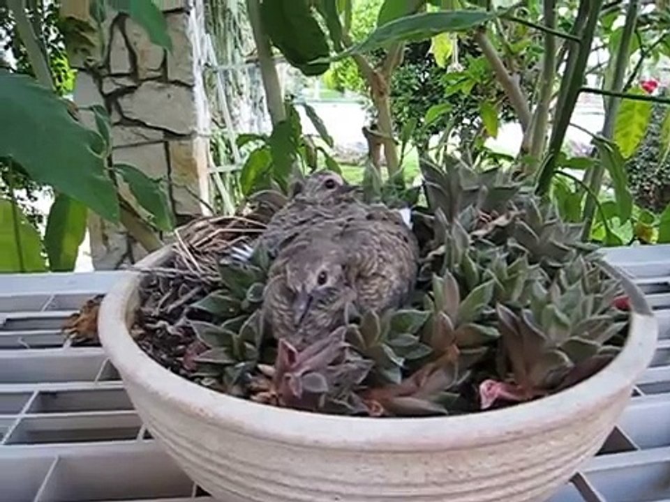 Baby Doves