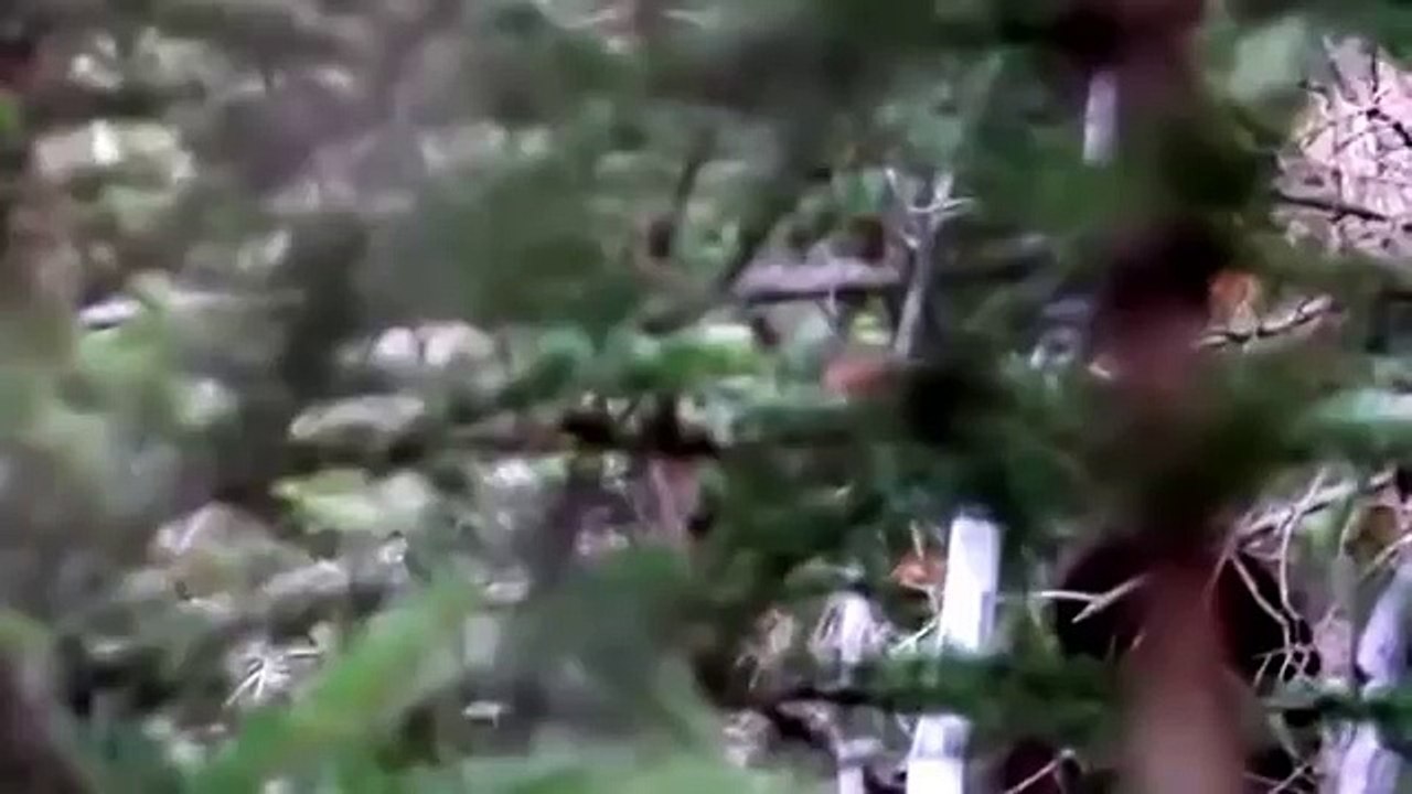Todd Standing Bigfoot video