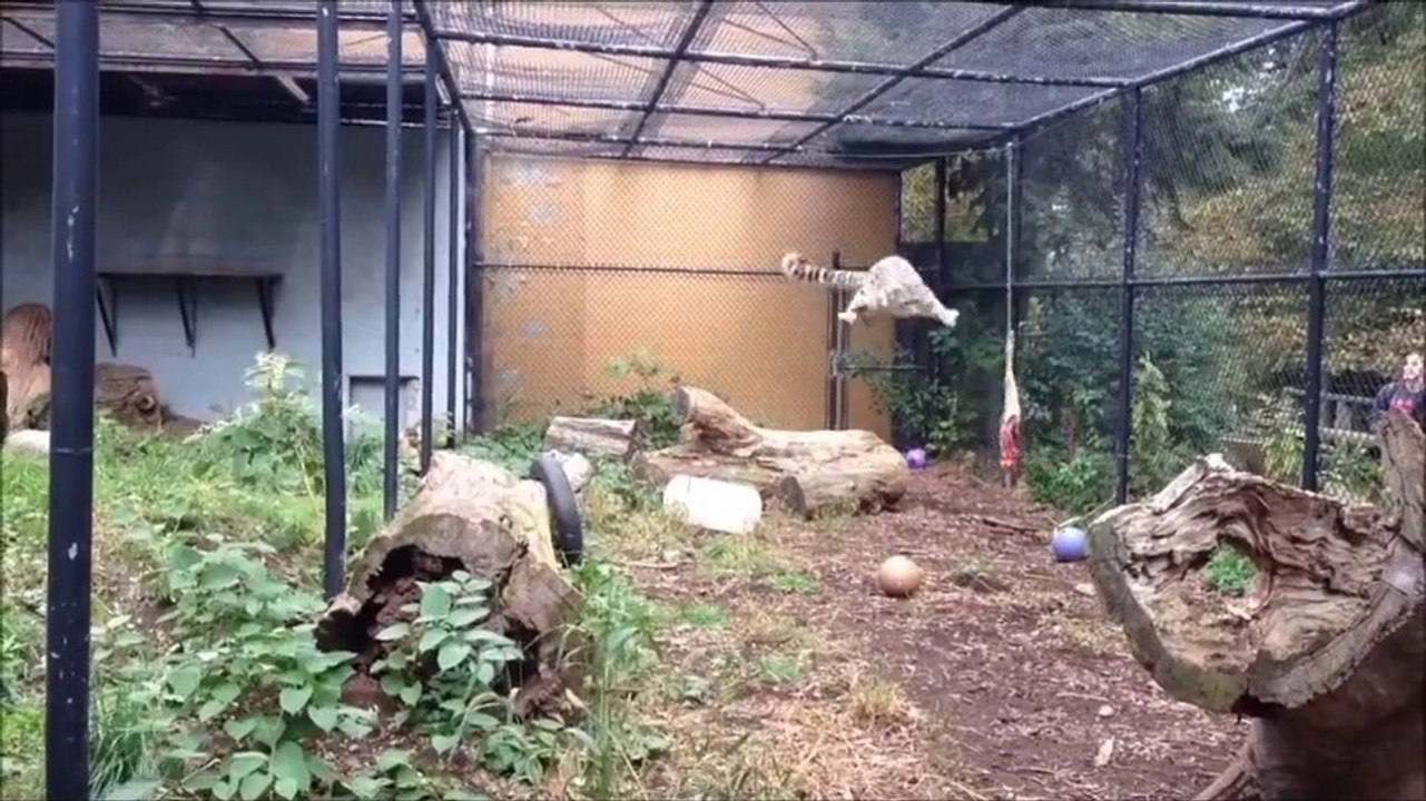 Un léopard des neiges fait un saut de 9 mètres