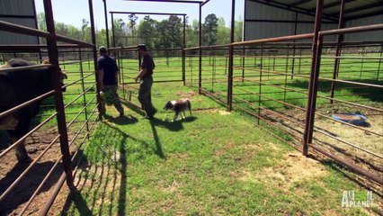 Mystery Poo in a Prize Bull's Feed | Call of the Wildman