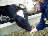 Cow licks Katilin's Face