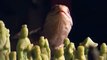 NOVA | Why Monitor Lizards Make Great Pets