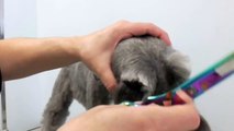 Miniature Schnauzer time lapse grooming