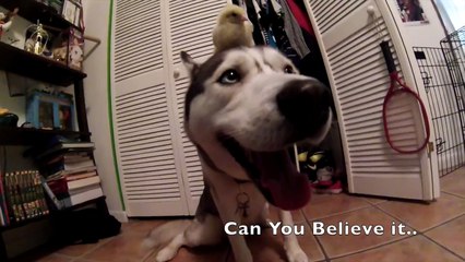 Husky and Baby Chick!? (Best Friends!)