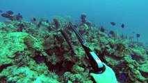 Spearfishing Puerto Rico 2013 (A way of life)