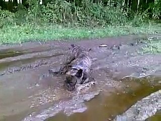 Скачать видео: französische Bulldogge beim Schlammbad