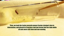 Phase 1: Successful - Introducing Parasite Queen (Lasius claviger) to Host Workers (Lasius neoniger)