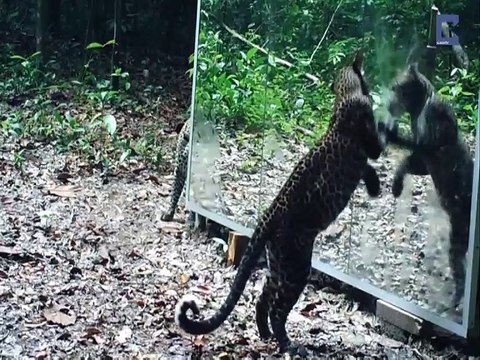 جب جانوروں کے سامنے شیشہ رکھا گیا تو انہوں نے کیا ری ایکشن دکھایا دیکھتے ہیں اس وڈیو میں