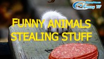 Funny animals stealing stuff  Cute animal compilation