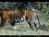 miracle of allah معجزات الله في خلقه سبحان الله لن تصدق ما سترى والله سوف تذهل