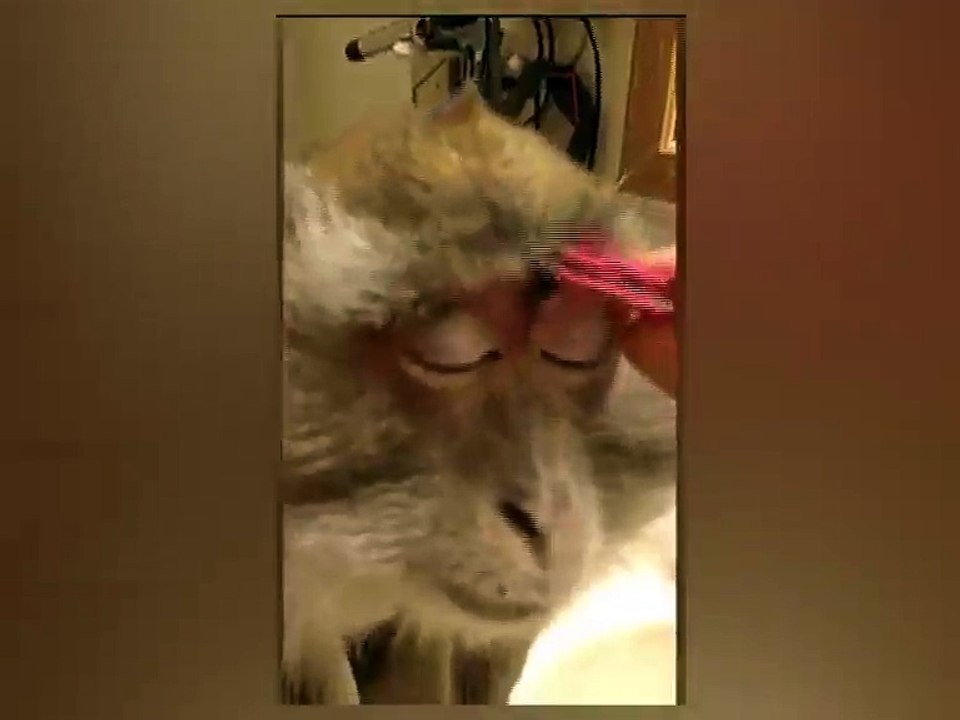 Monkey Loves Makeup